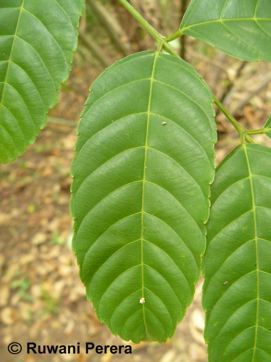 Leea indica (Burm.f.) Merr.